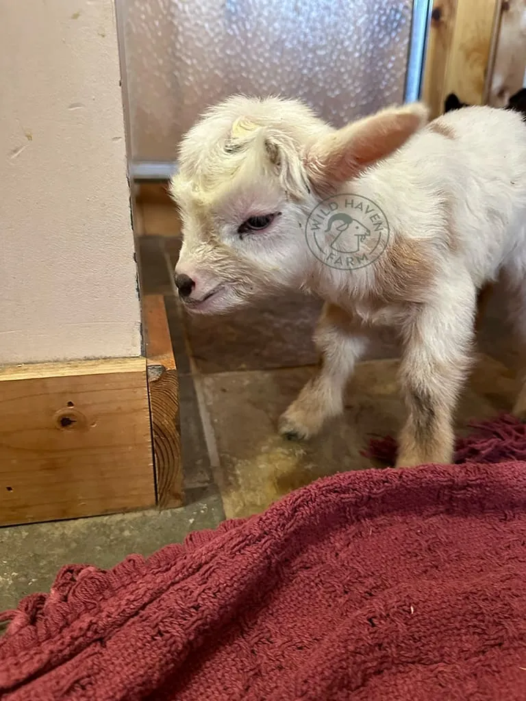 Heritage goat at Wild Haven Farm