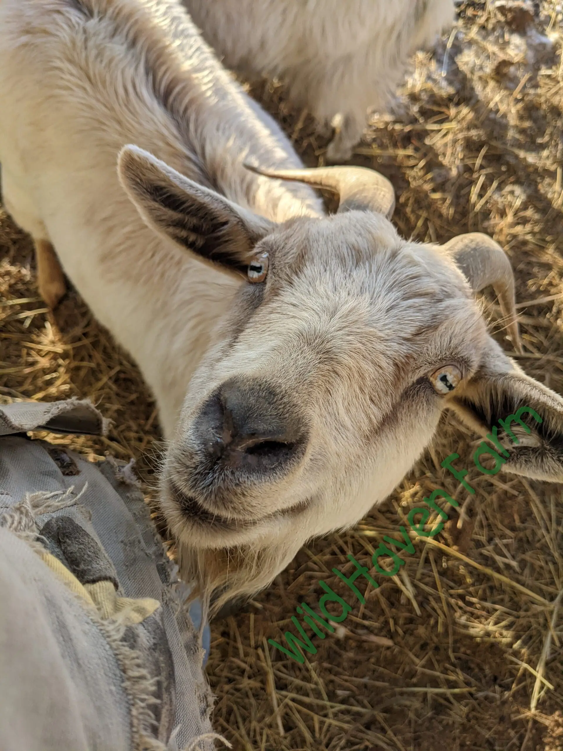 Goat looking up at the camera