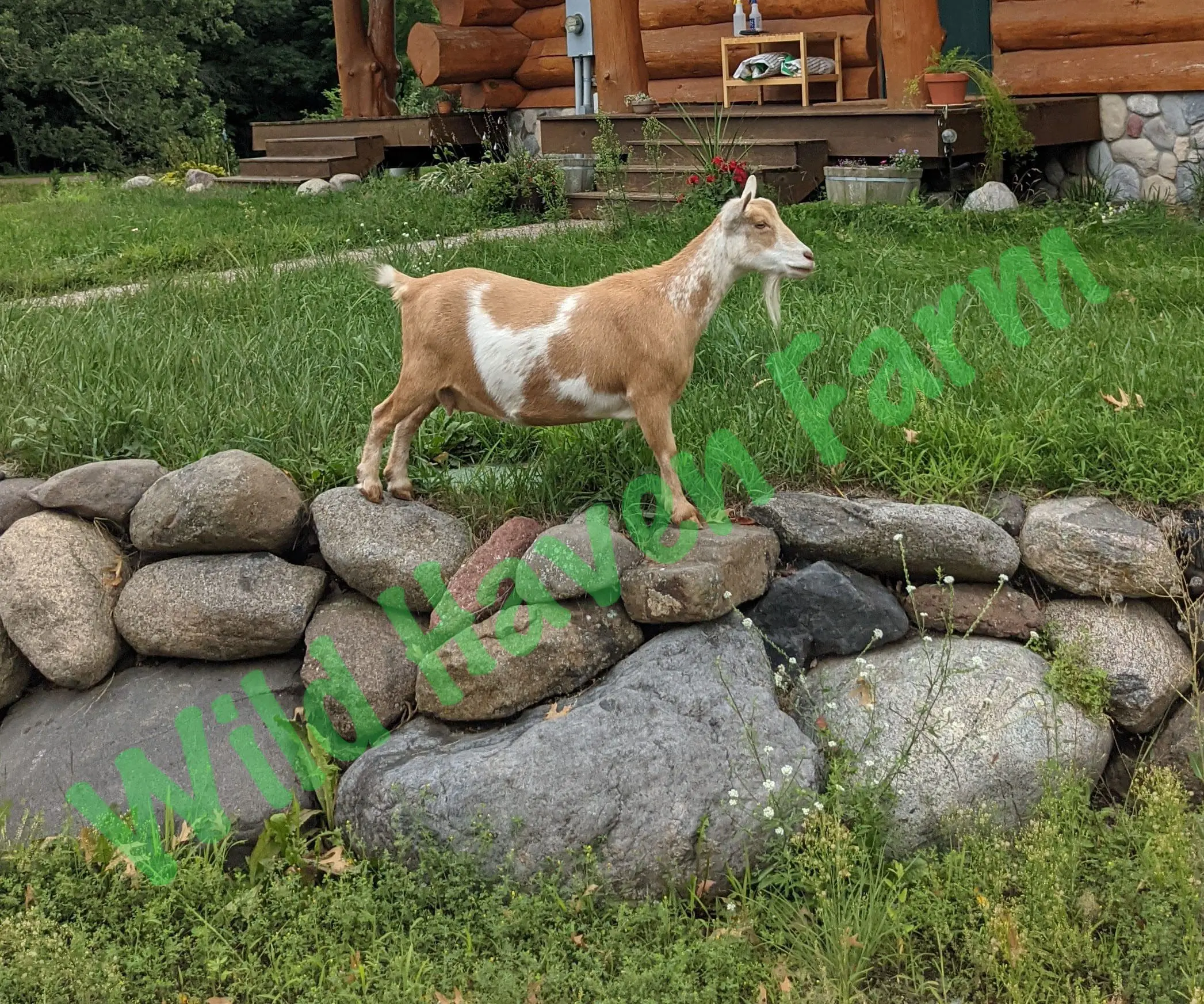 Nigerian Dwarf doe standing on rocks