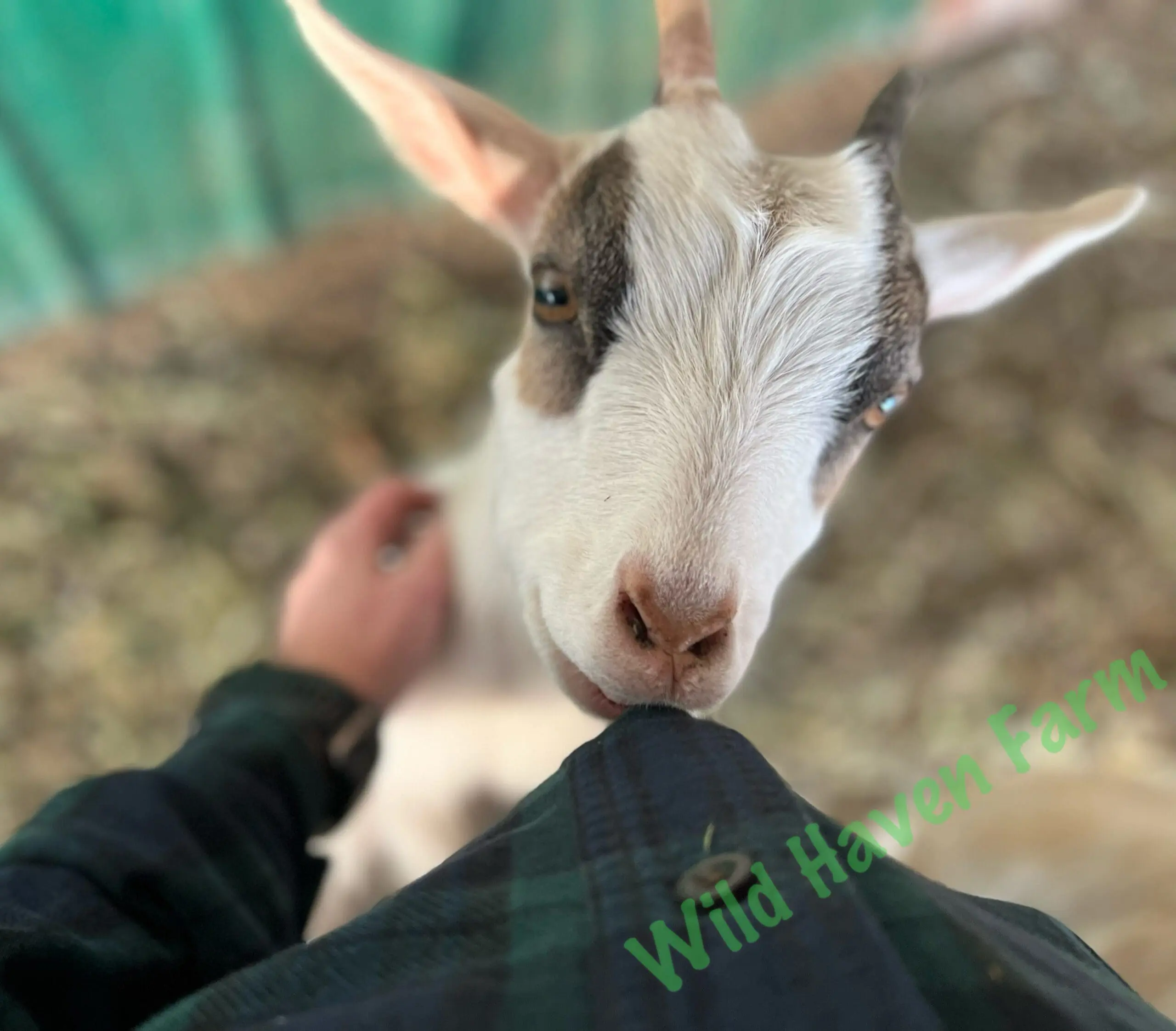 goat bitting a button on a man's flannel shirt