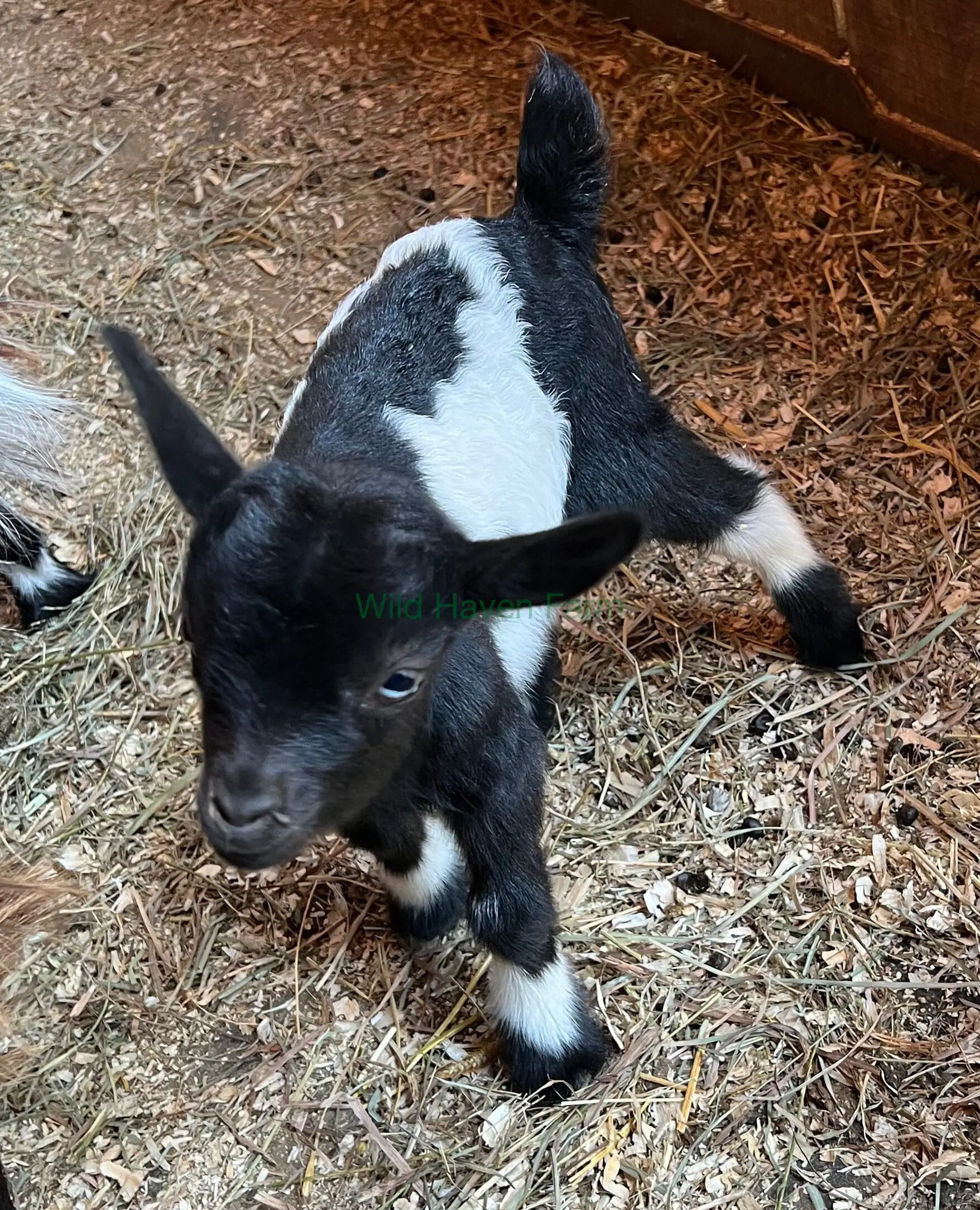 day old goat doeling