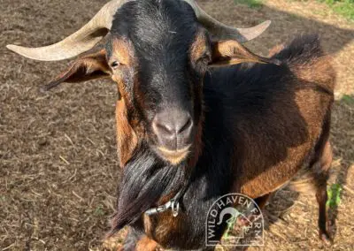 Bud, a 2 year-old San Clemente Island buck looking at the camera.