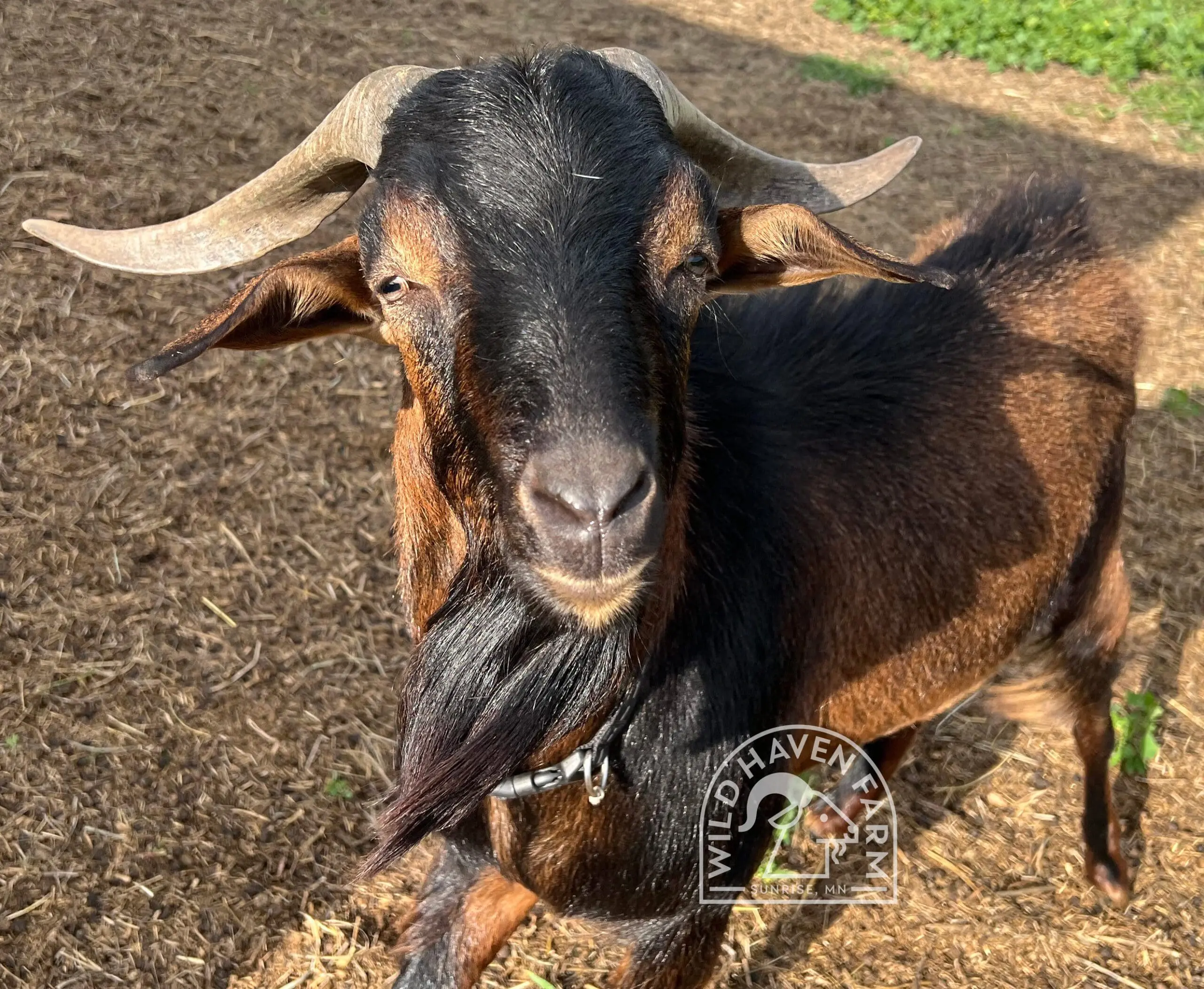 Bud, a 2 year-old San Clemente Island buck looking at the camera.