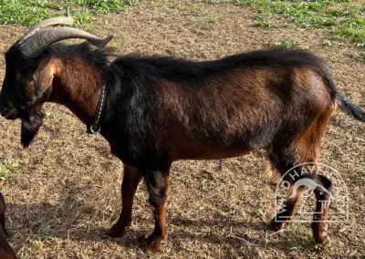 Side view of Bud, a 2 year-old San Clemente Island buck