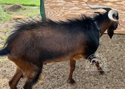 Side view of Bud, a 2 year-old San Clemente Island buck