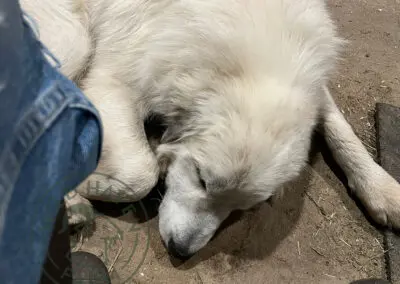 Enlil, the Great Pyrenees livestock guardian dog sleeping