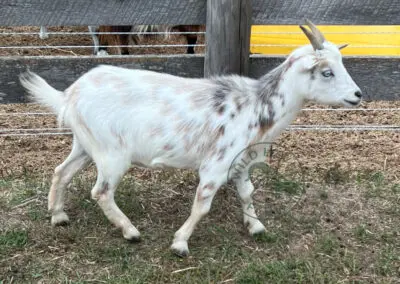 Susanna Nigerian Dwarf Doe