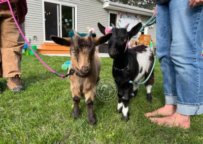 Shakira and Petunia, fainting goats, at a birthday party