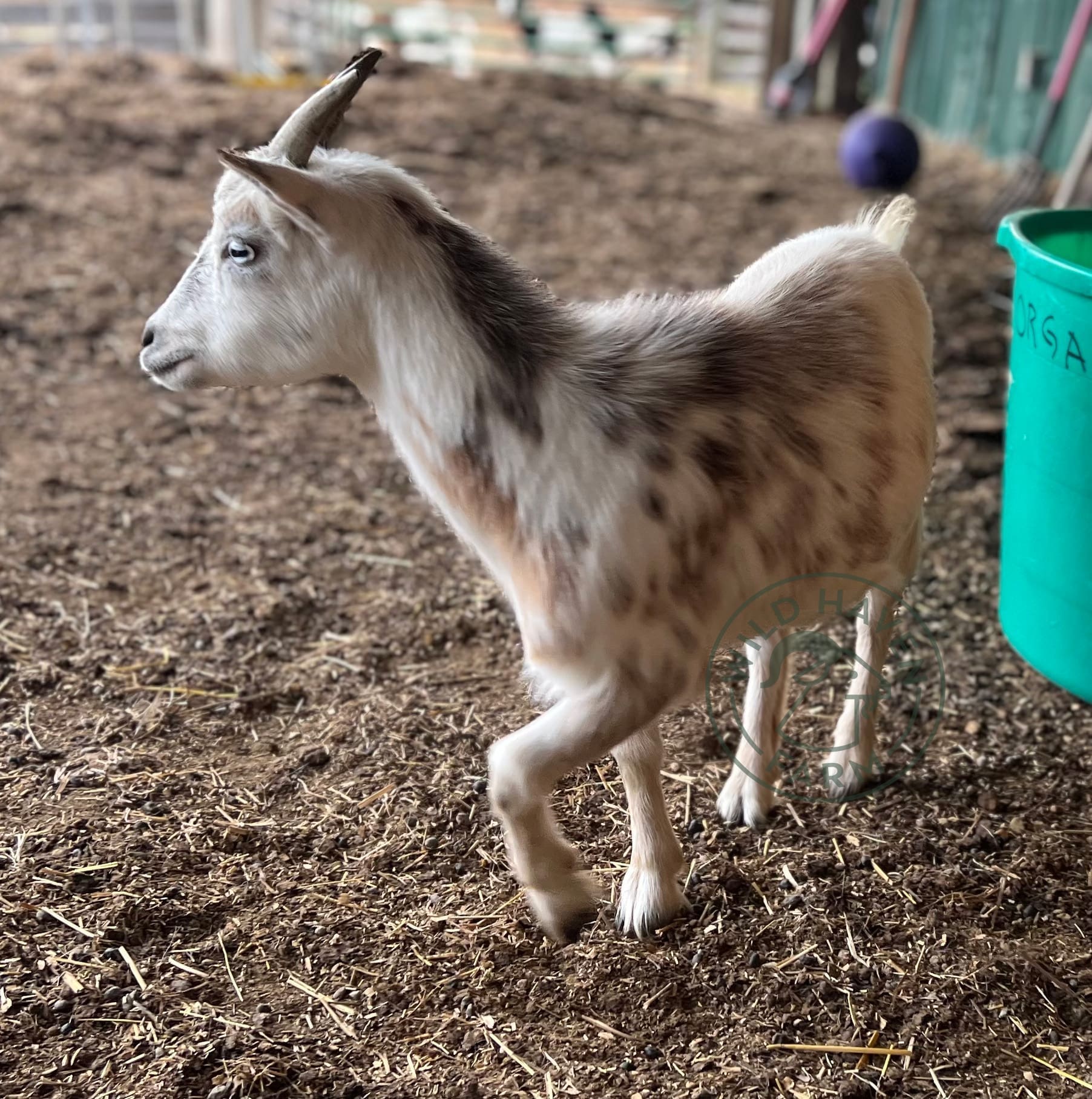 Susanna Nigerian Dwarf Doe